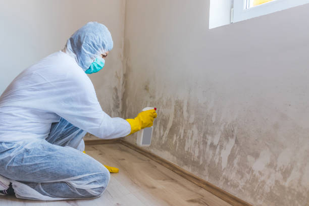 Licensed Black Mold Removal service in Cumberland, KY - WQB Mold Removal