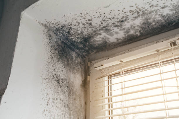 Affordable Black Mold Removal solutions in Cumberland, KY